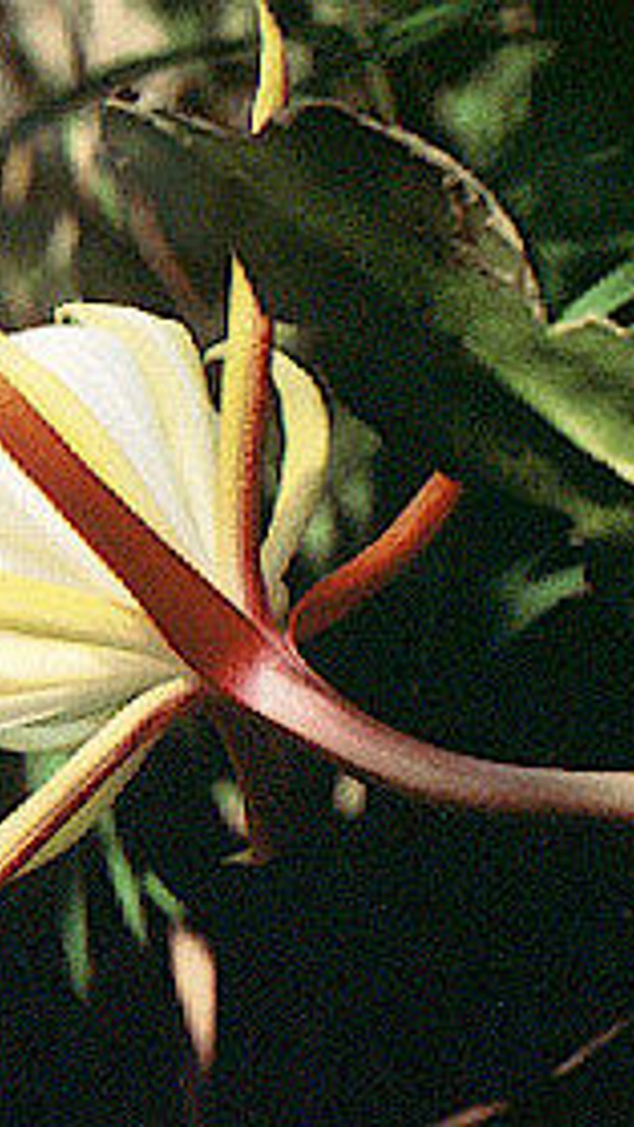 Epiphyllum laui
