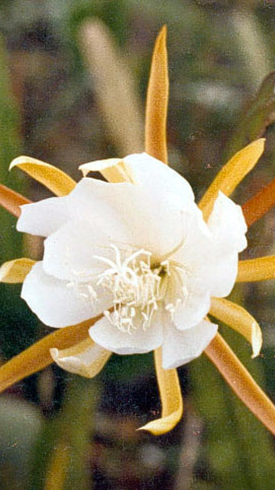Epiphyllum laui