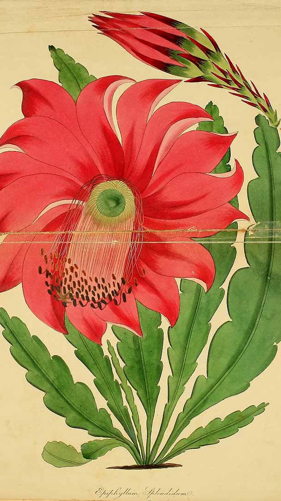 Epiphyllum × splendidum