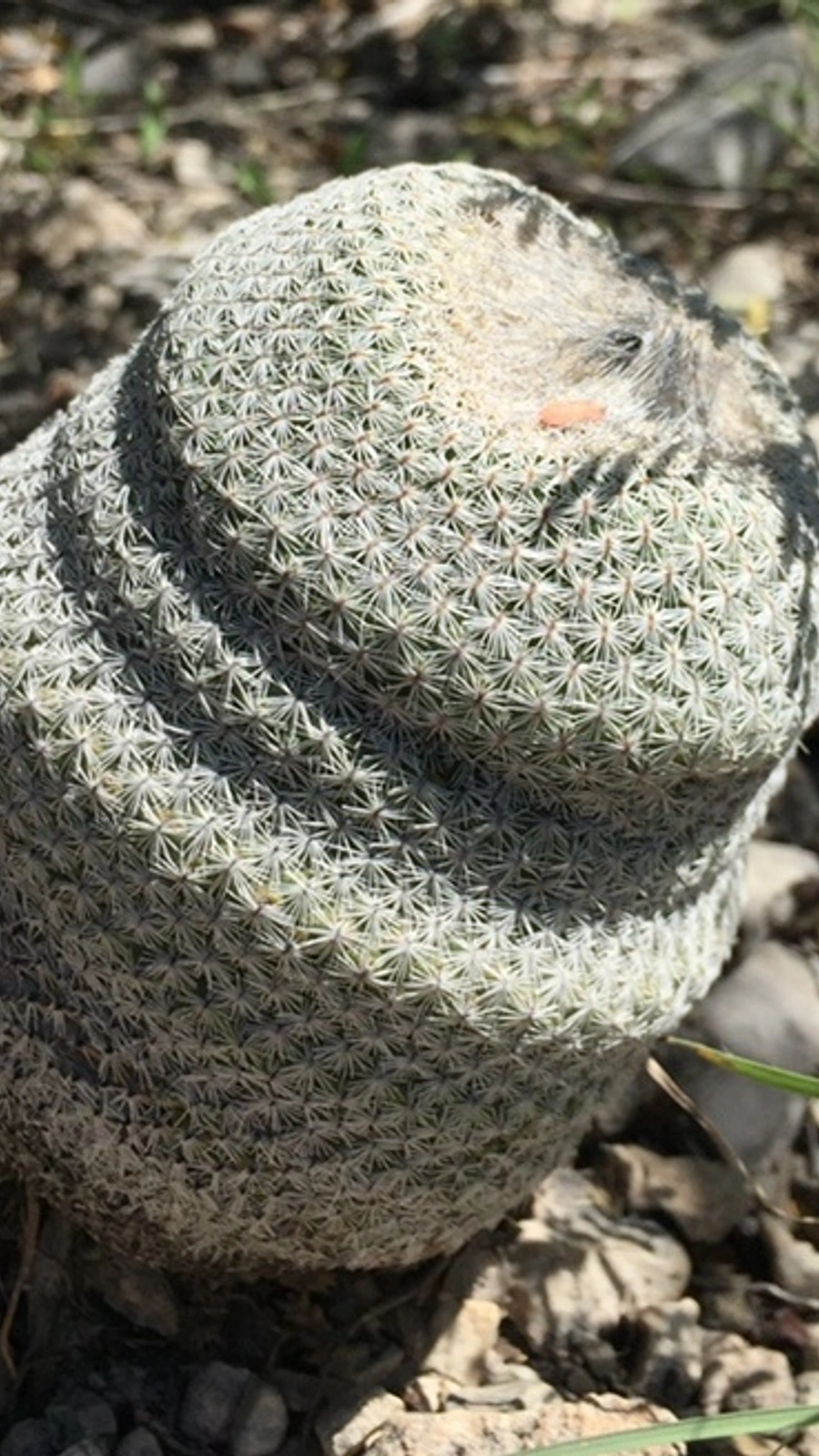 Epithelantha cryptica