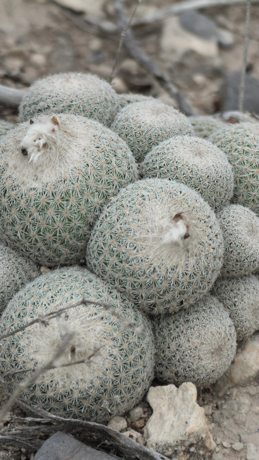 Epithelantha greggii