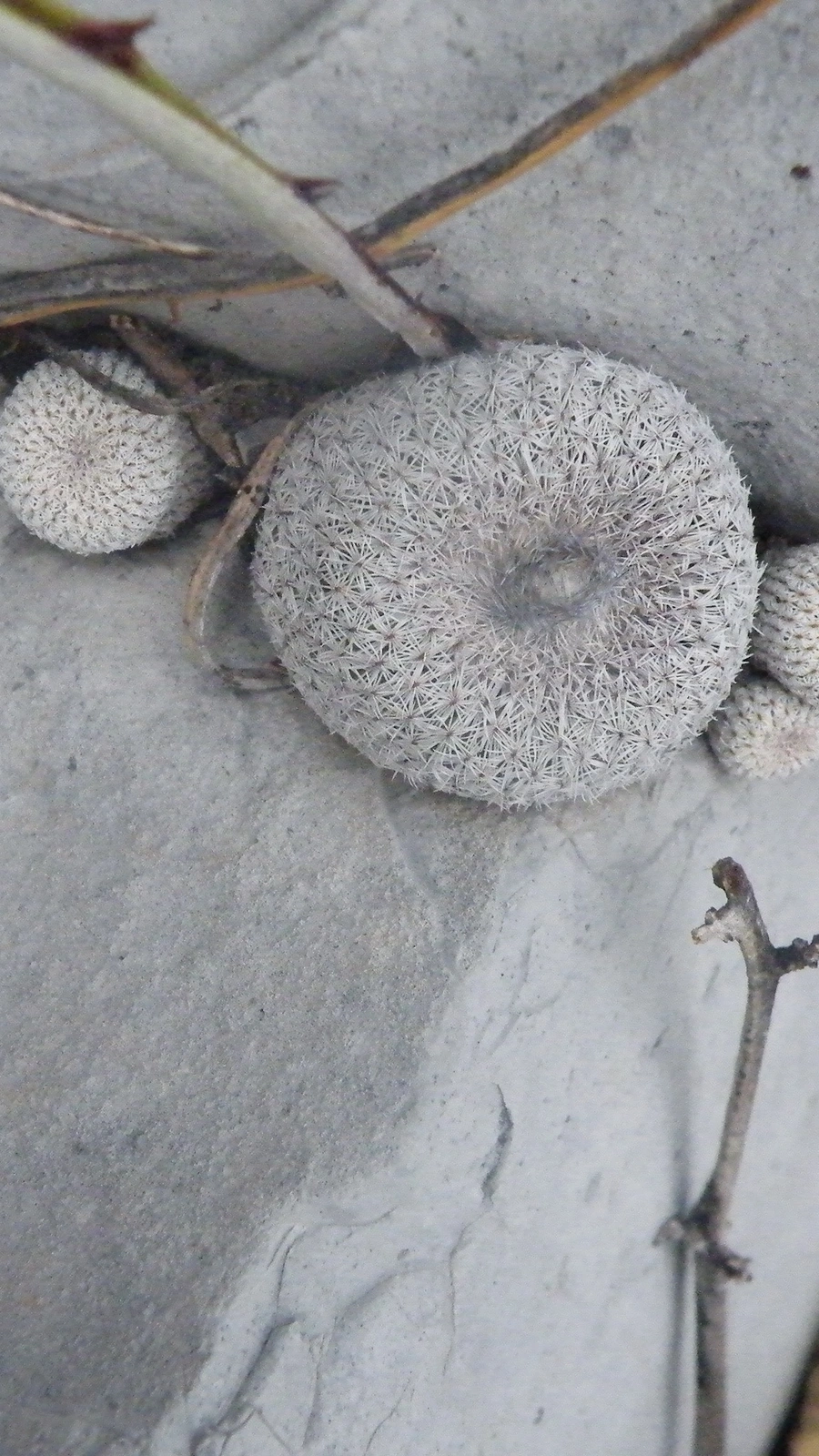 Epithelantha greggii