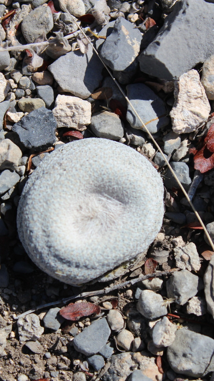 Epithelantha ilariae