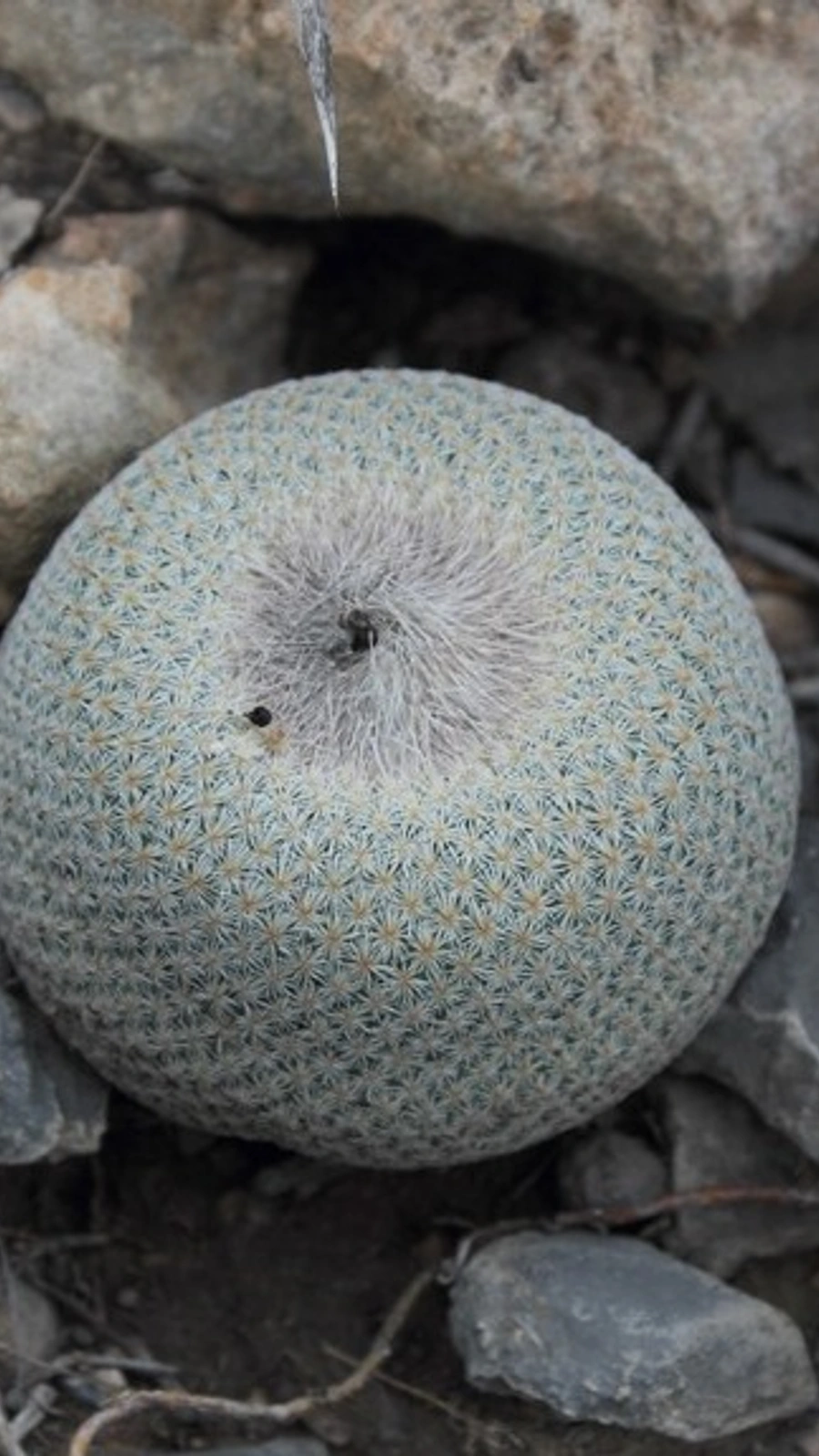 Epithelantha ilariae