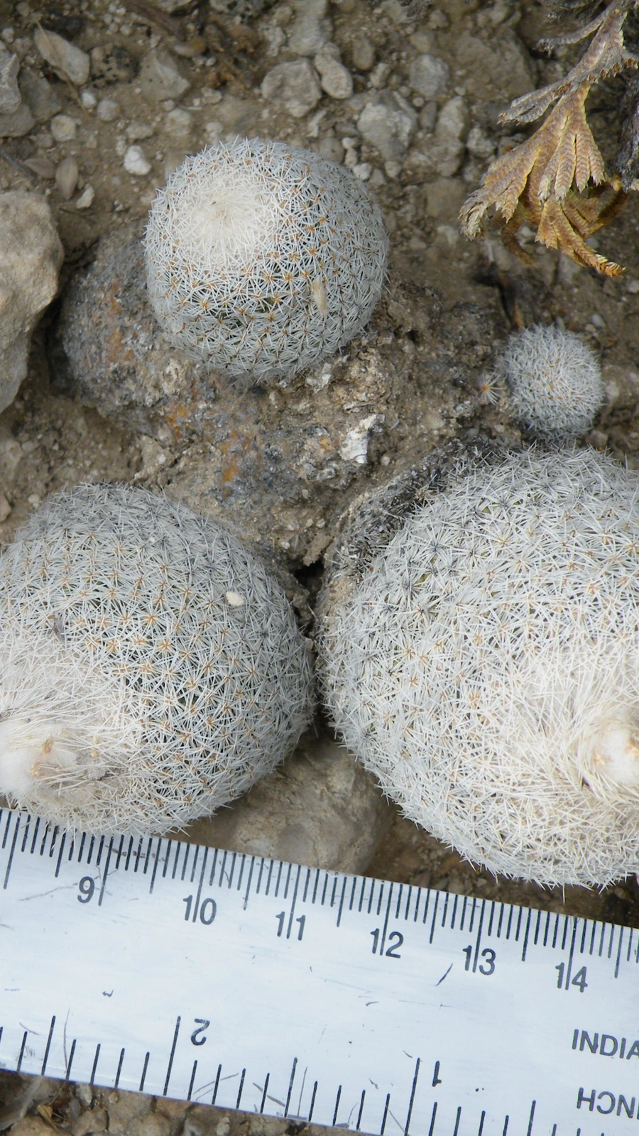 Epithelantha polycephala