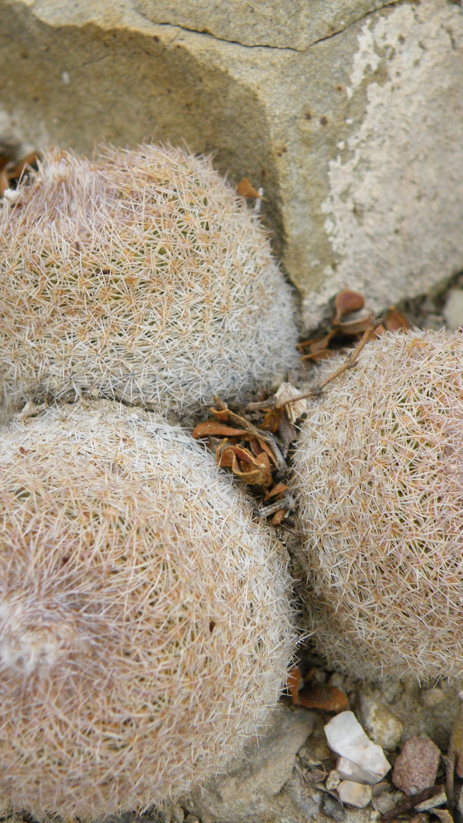 Epithelantha polycephala