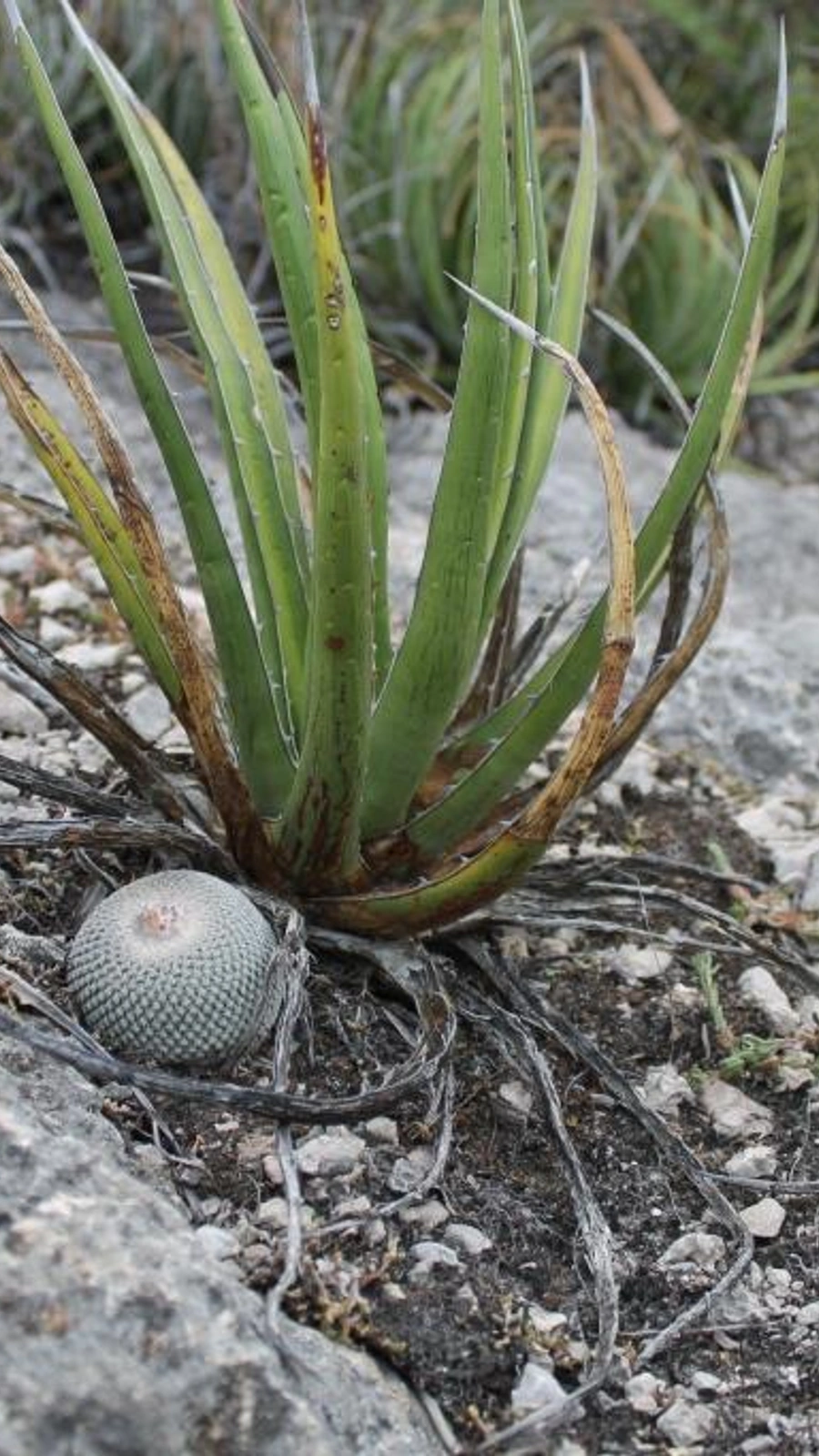 Epithelantha potosina