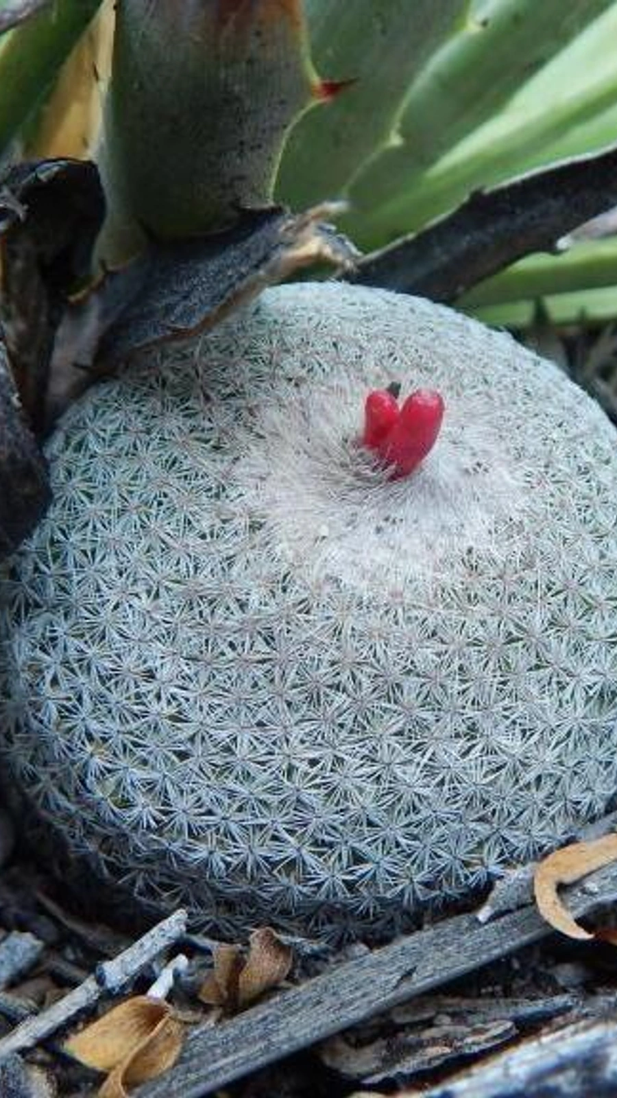 Epithelantha potosina