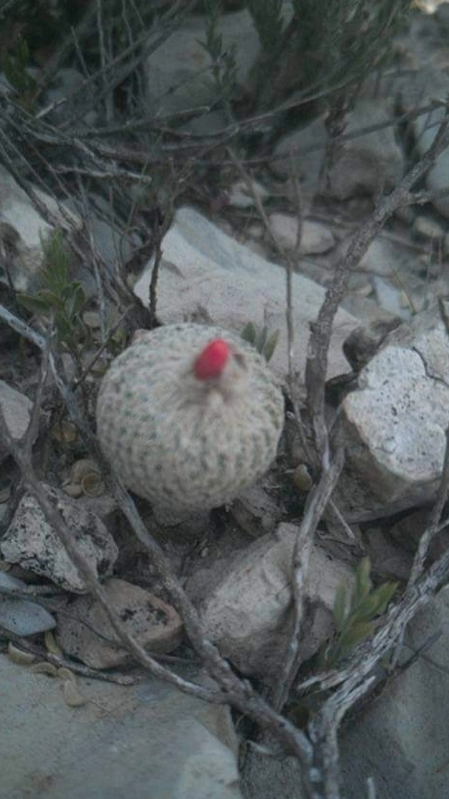 Epithelantha pulchra