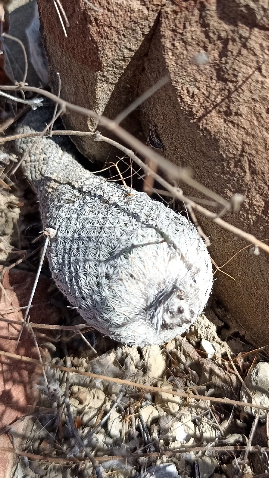 Epithelantha pulchra