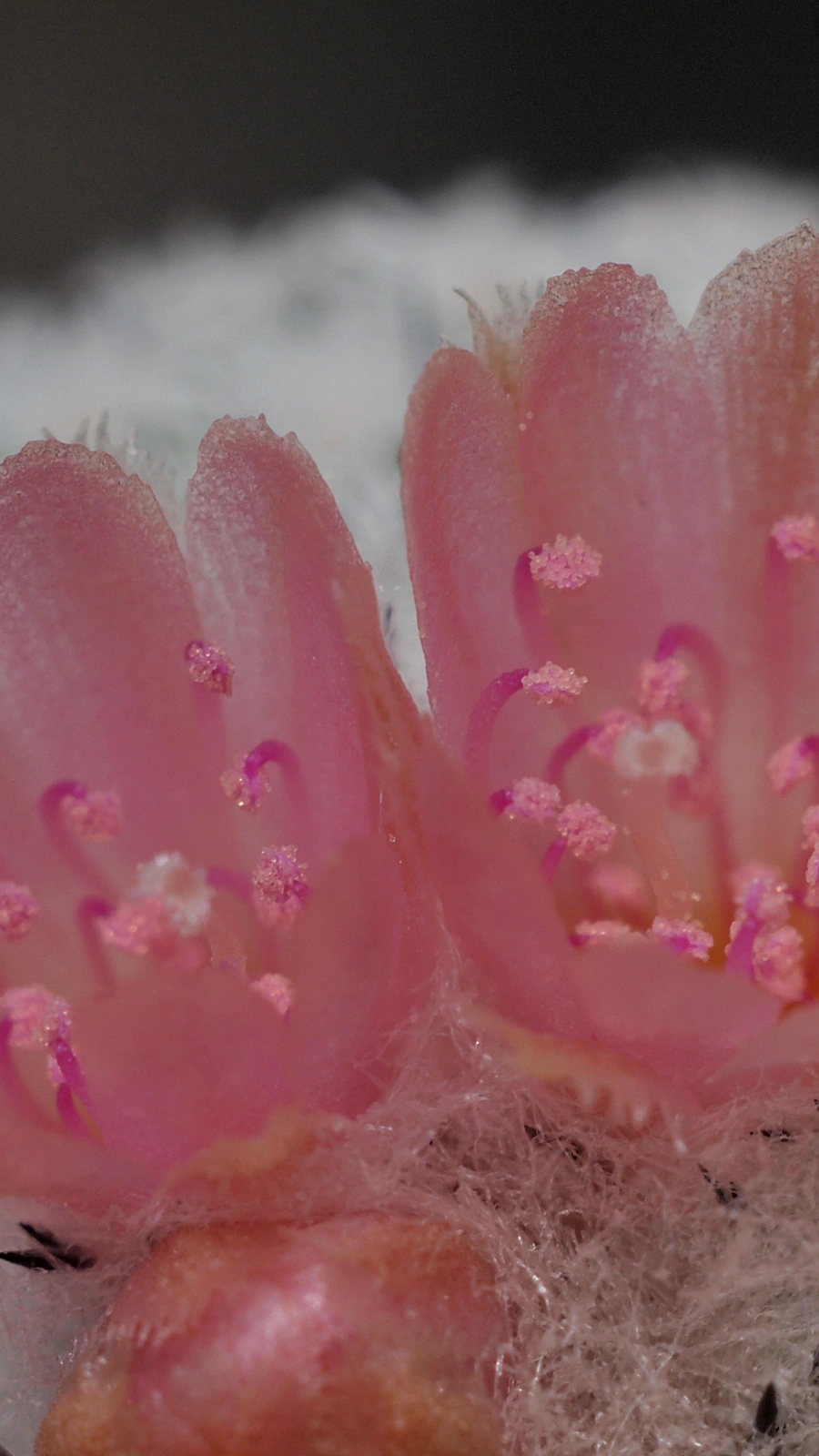 Epithelantha spinosior