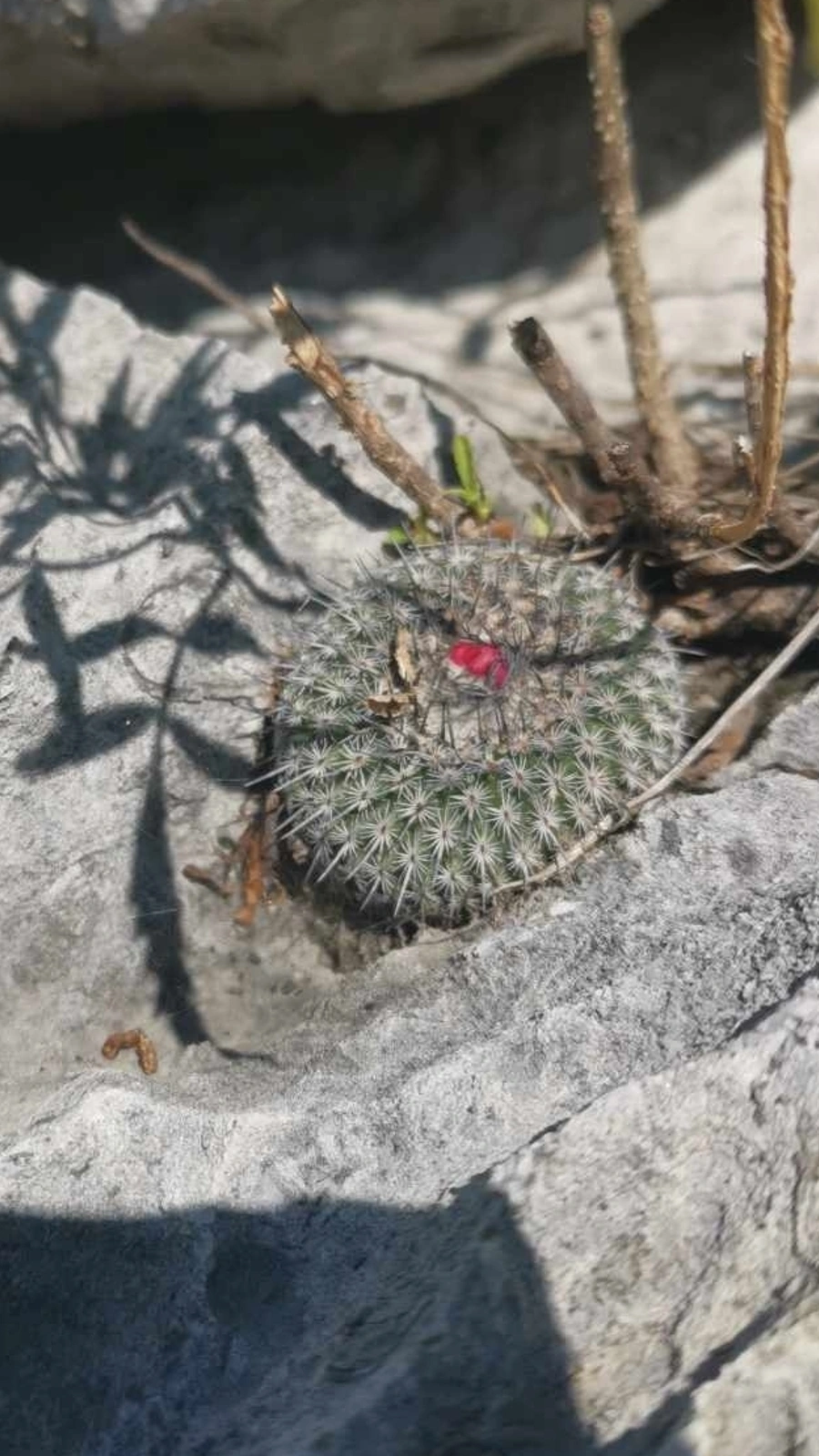 Epithelantha spinosior