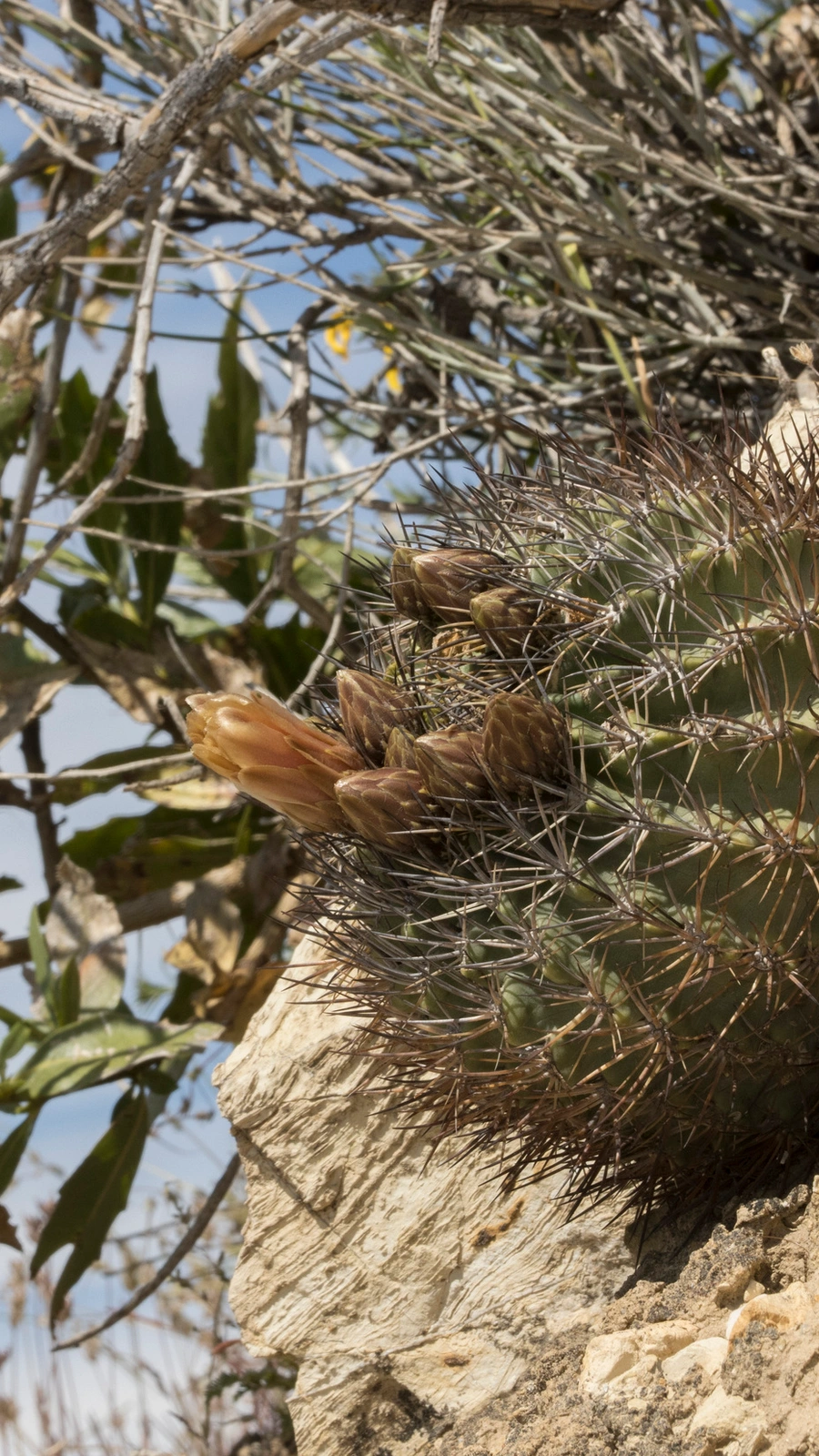 Eriosyce aconcaguensis