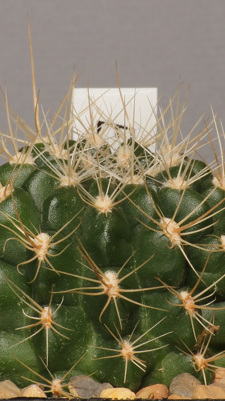 Eriosyce aspillagae