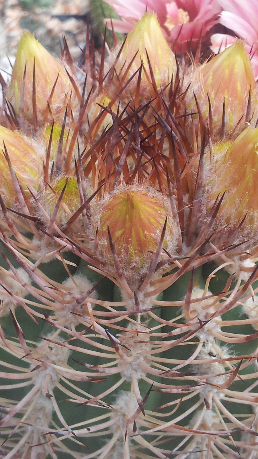 Eriosyce bulbocalyx