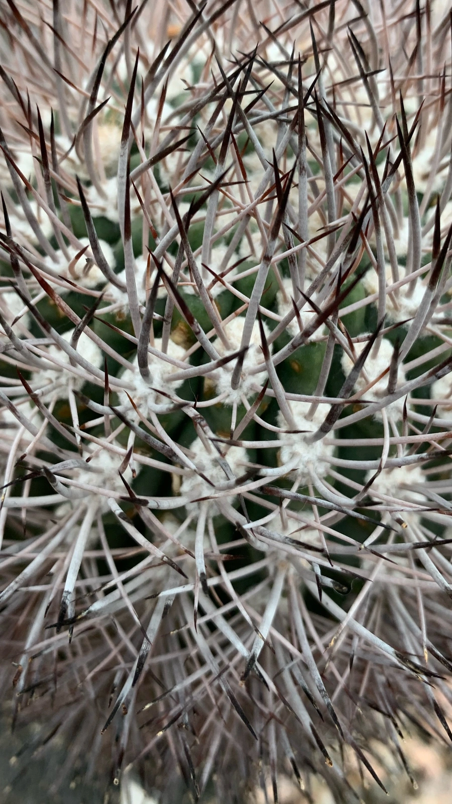 Eriosyce bulbocalyx