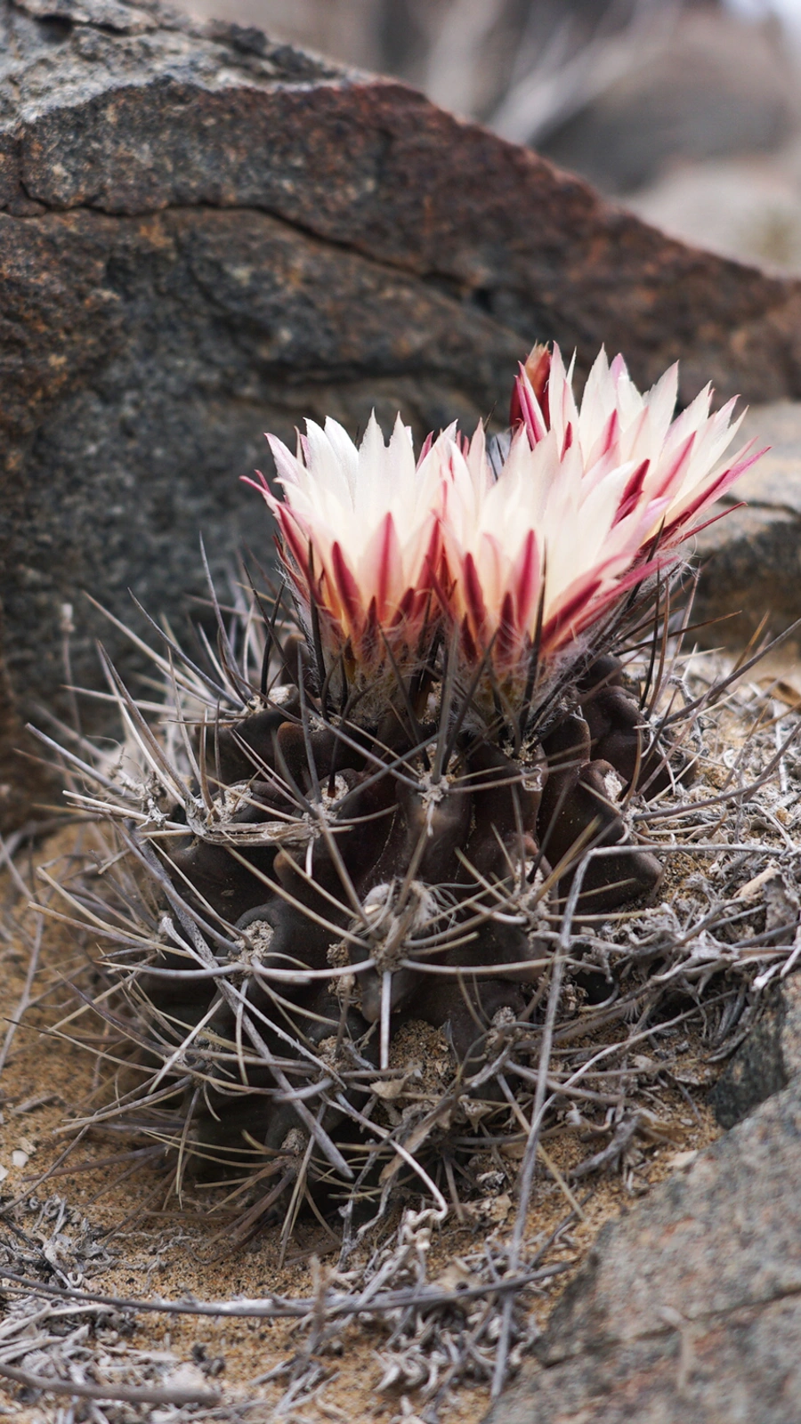 Eriosyce calderana