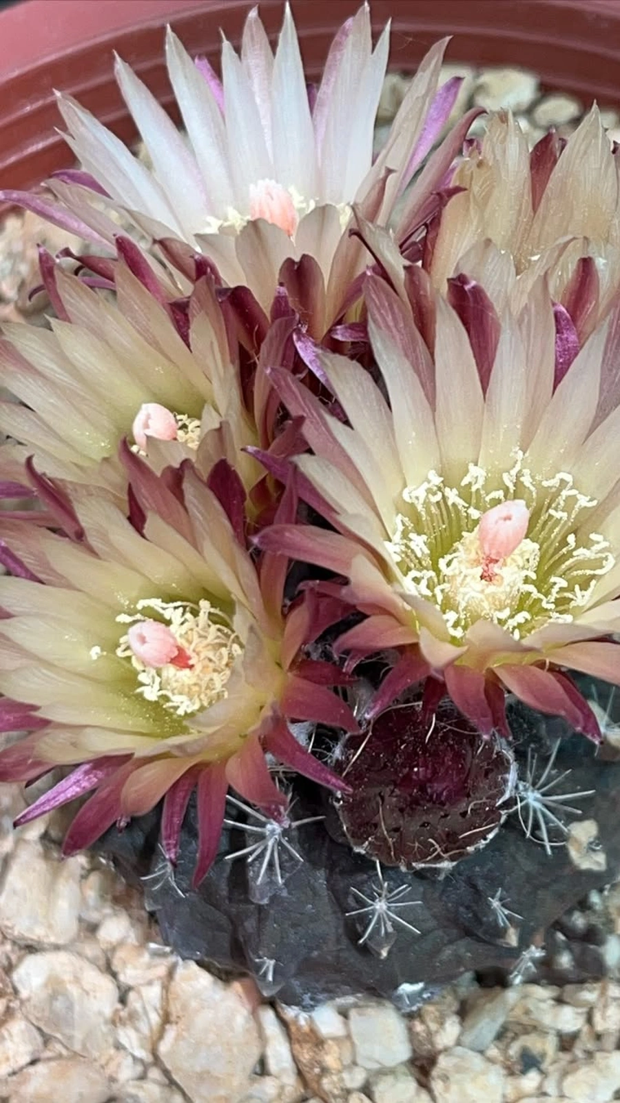 Eriosyce calderana
