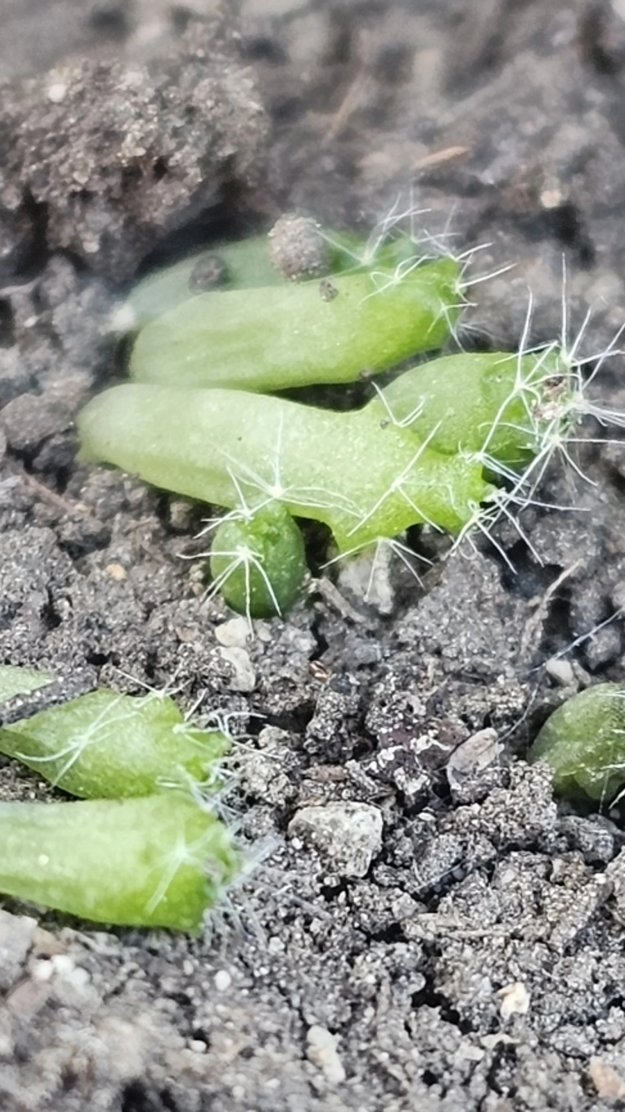 Eriosyce castanea