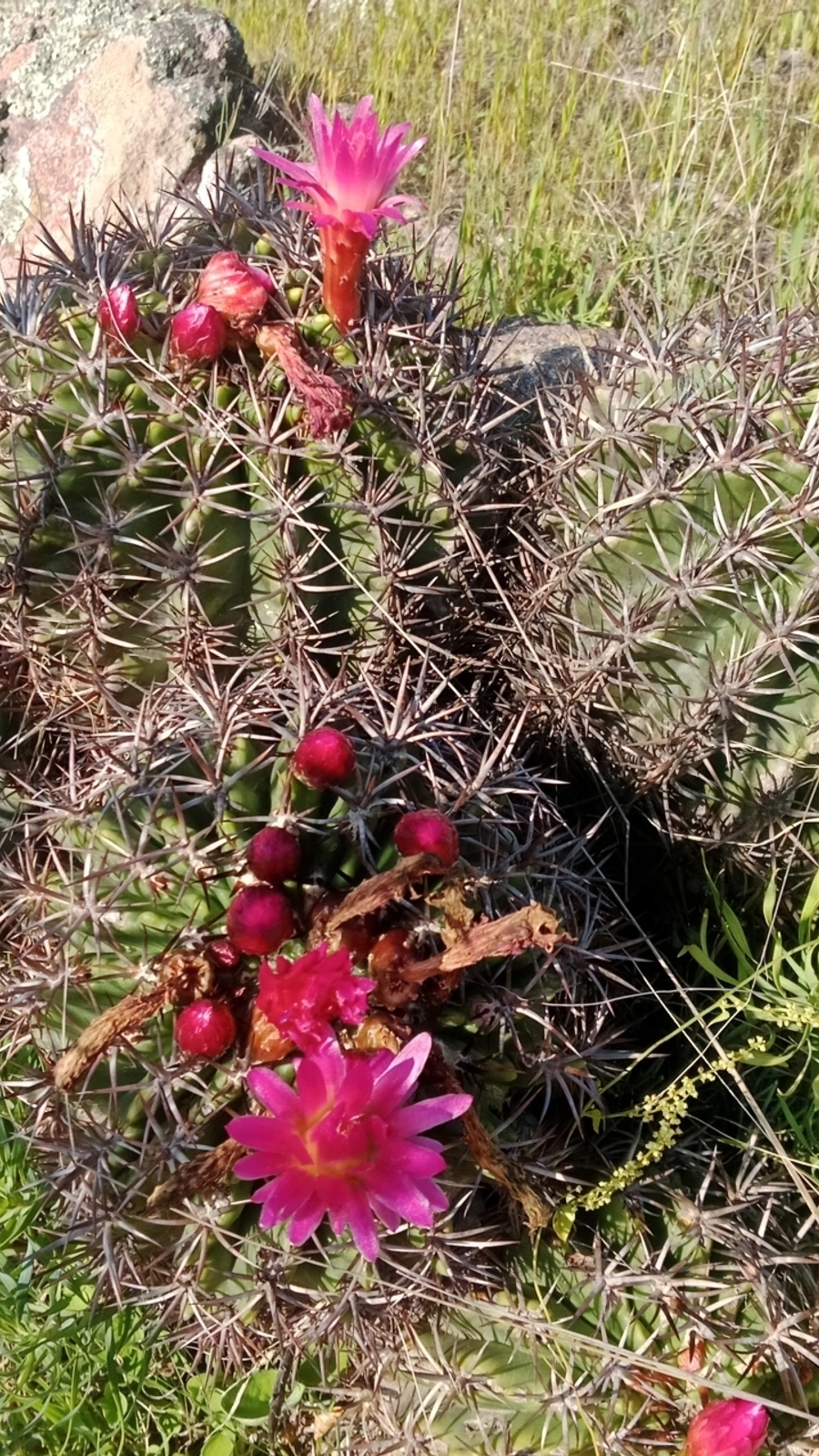Eriosyce castanea