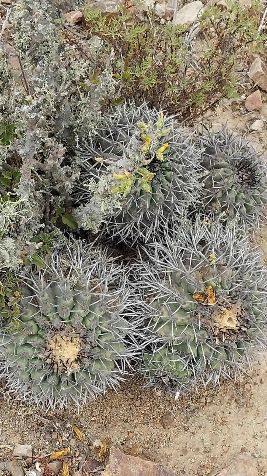 Eriosyce clavata
