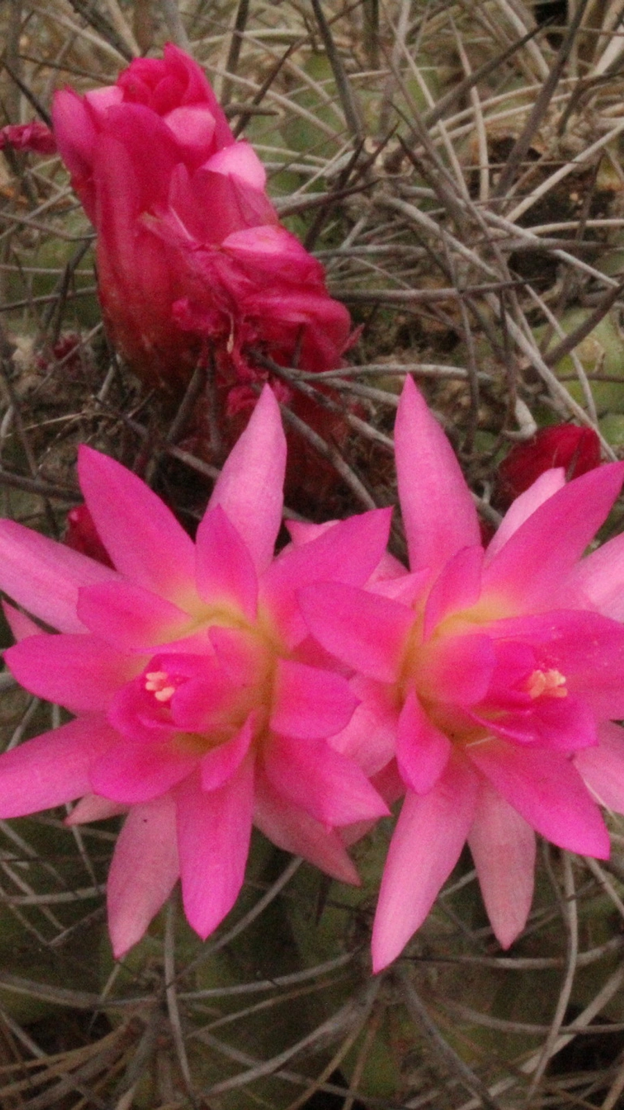Eriosyce clavata