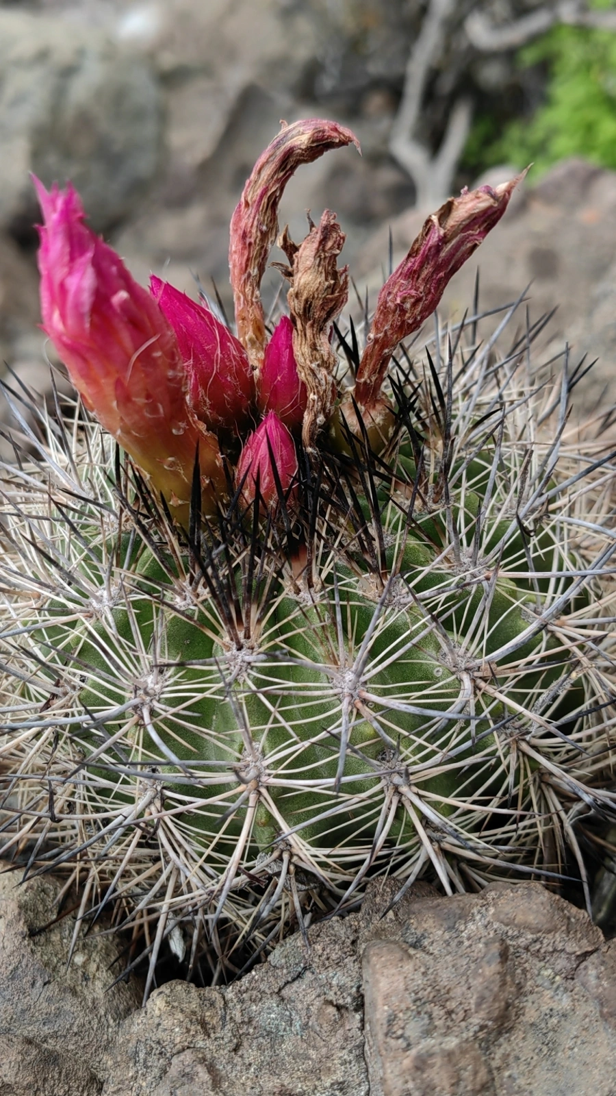 Eriosyce coimasensis