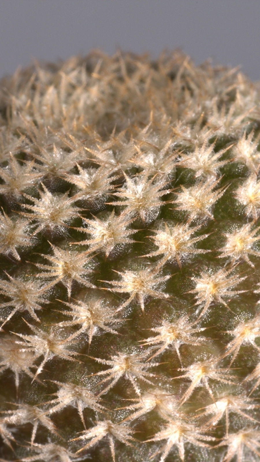 Eriosyce duripulpa