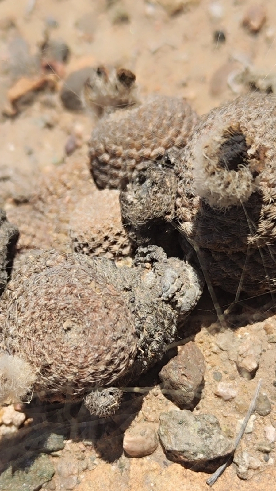 Eriosyce duripulpa