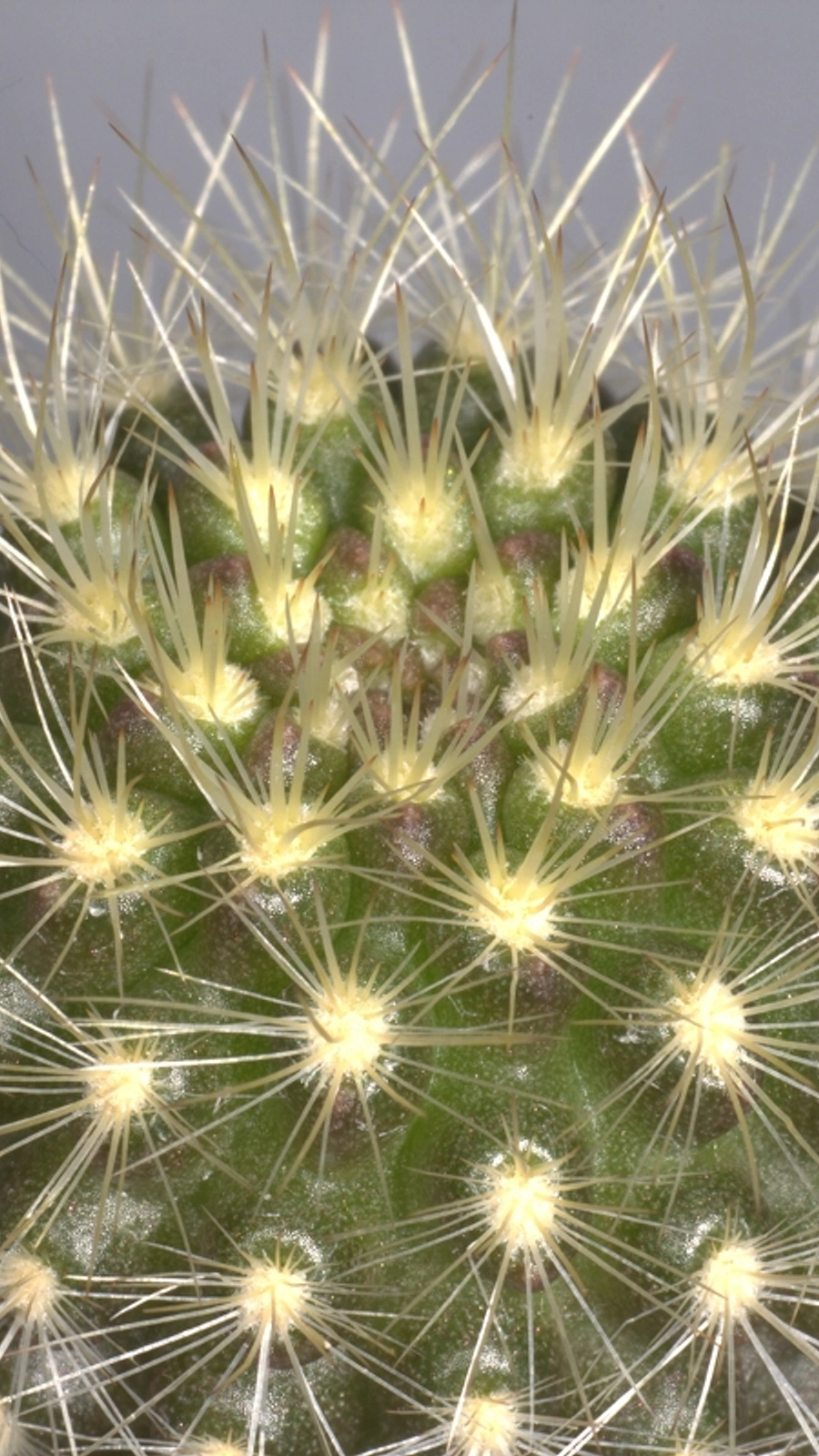 Eriosyce elquiensis
