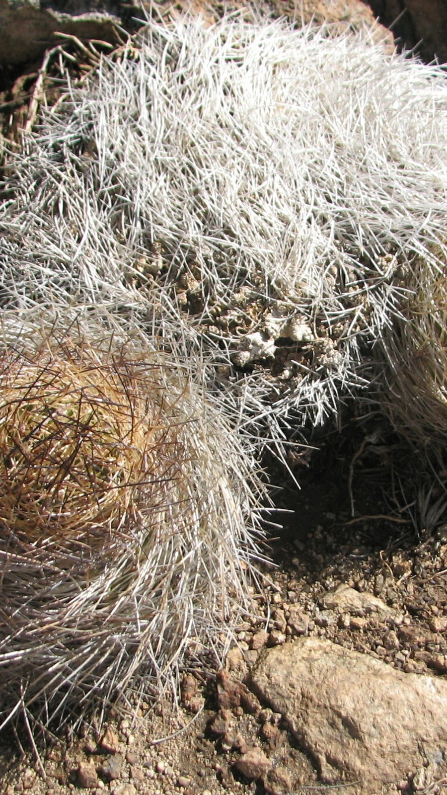 Eriosyce engleri