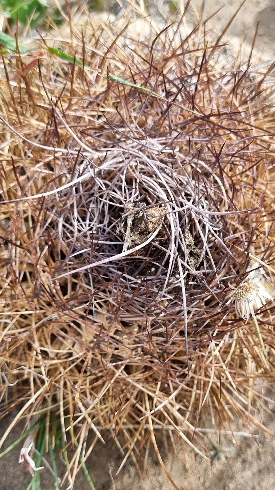 Eriosyce engleri
