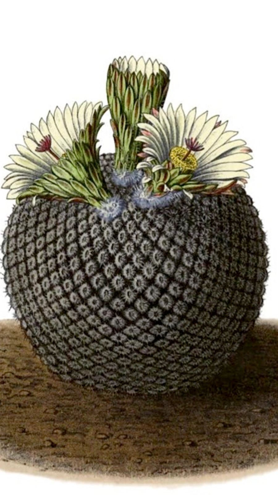 Eriosyce fulva