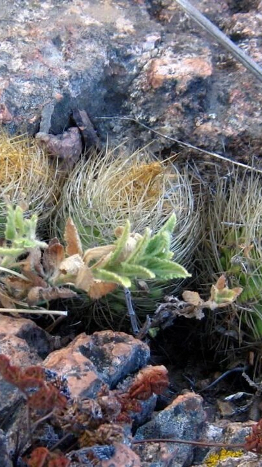 Eriosyce garaventae