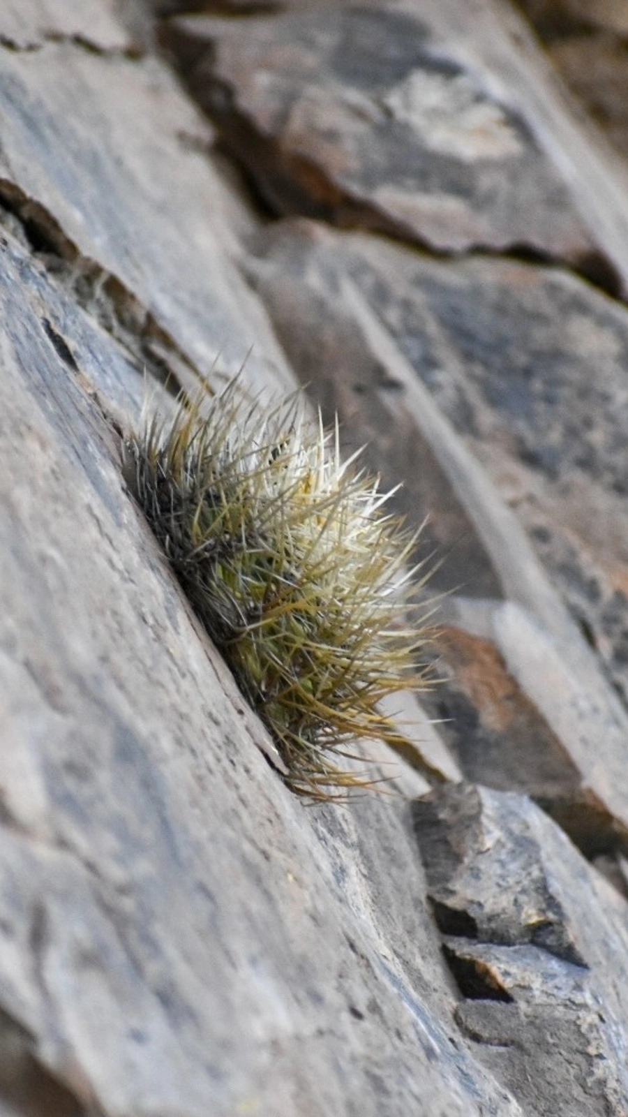 Eriosyce garaventae