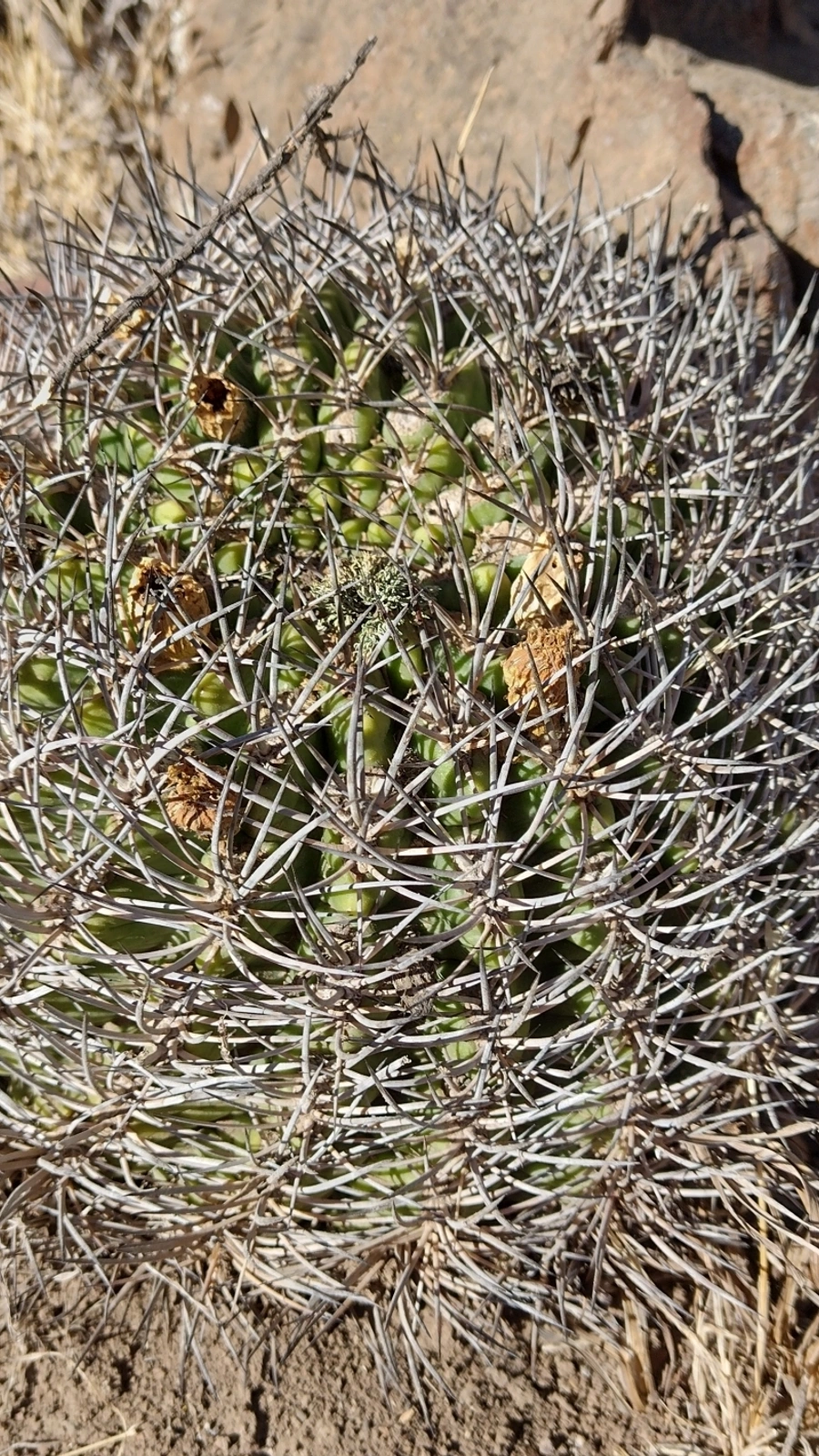 Eriosyce grandiflora