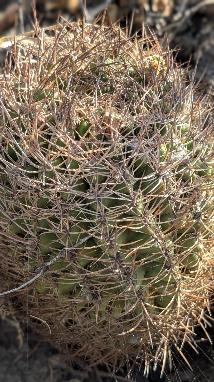 Eriosyce grandiflora