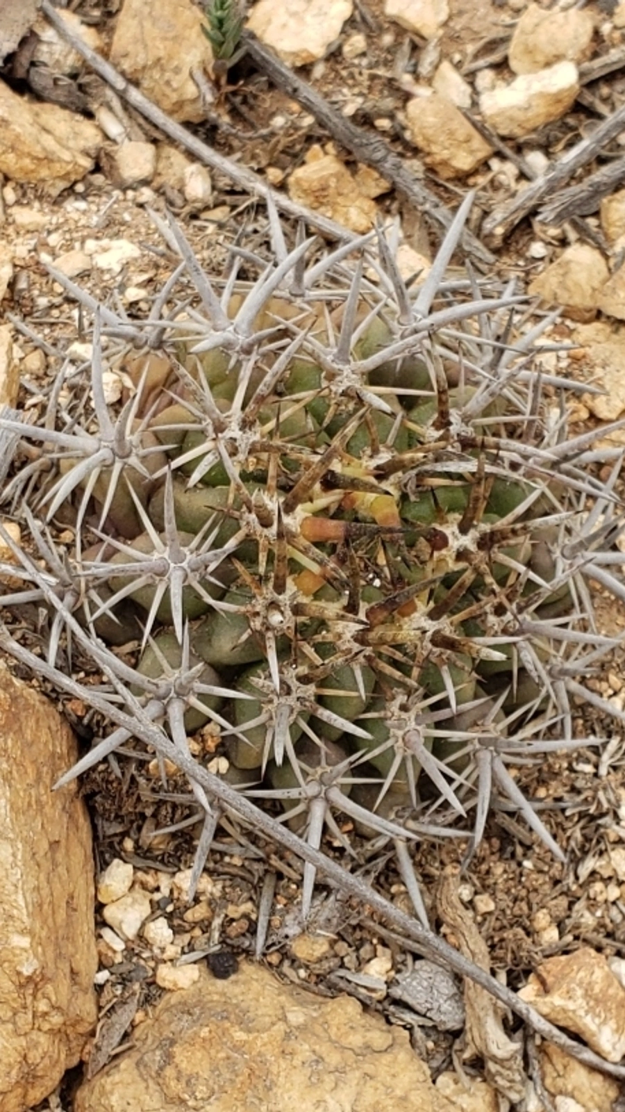 Eriosyce horrida