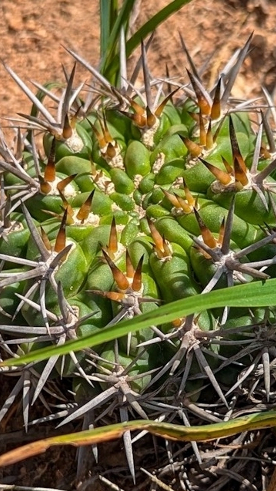 Eriosyce horrida