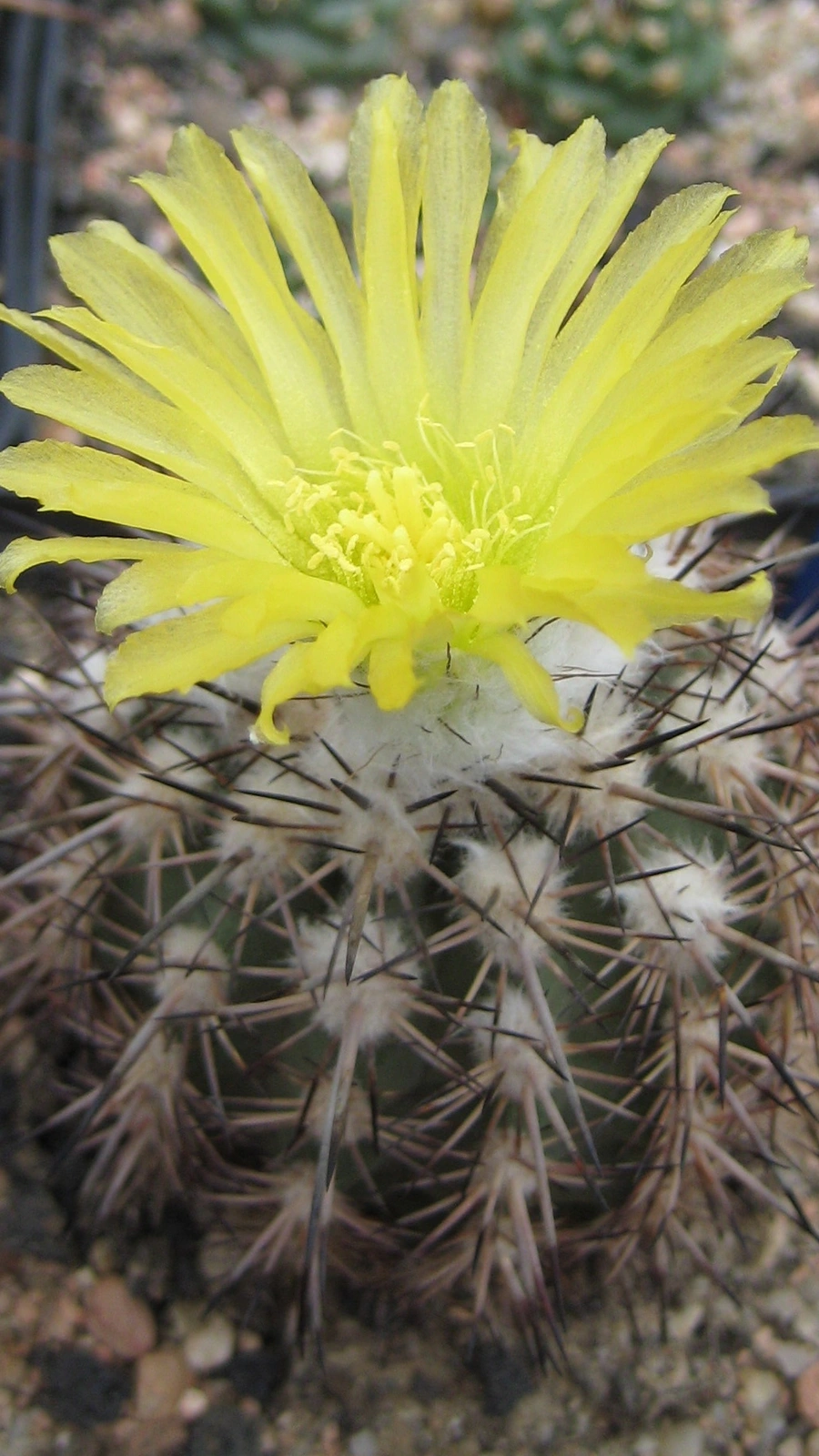 Eriosyce islayensis