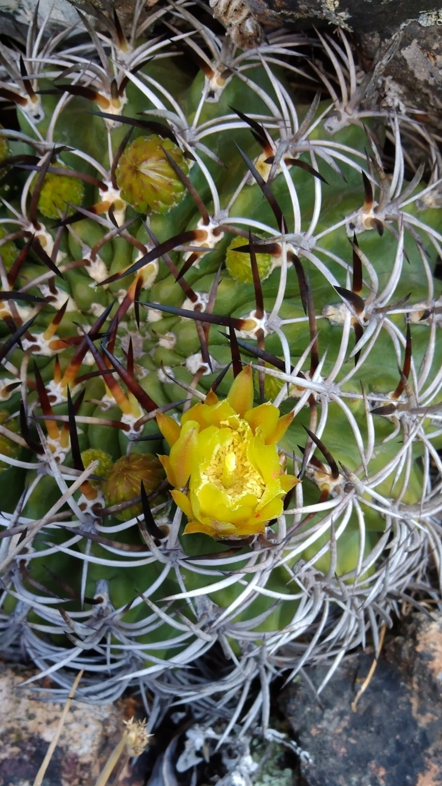 Eriosyce marksiana