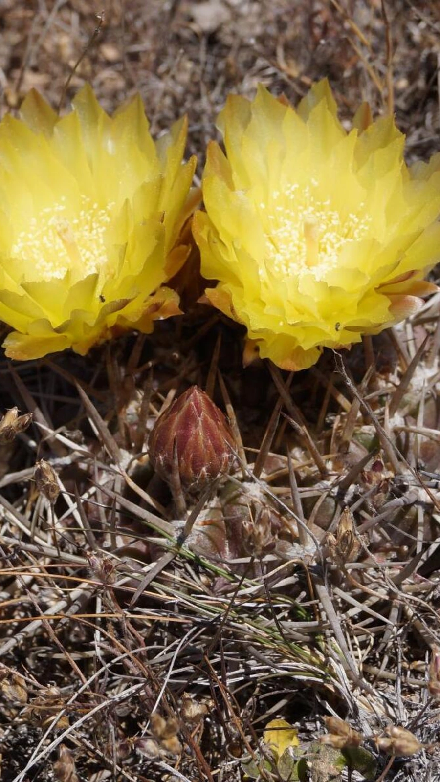 Eriosyce mutabilis