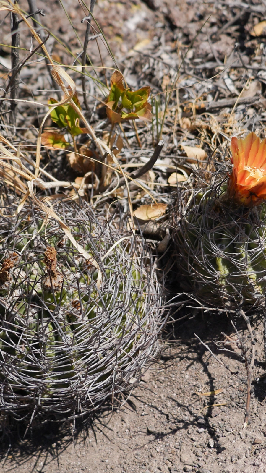 Eriosyce orientalis