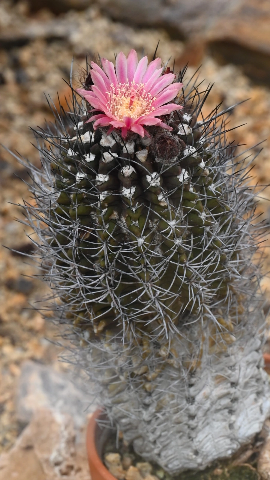 Eriosyce paucicostata