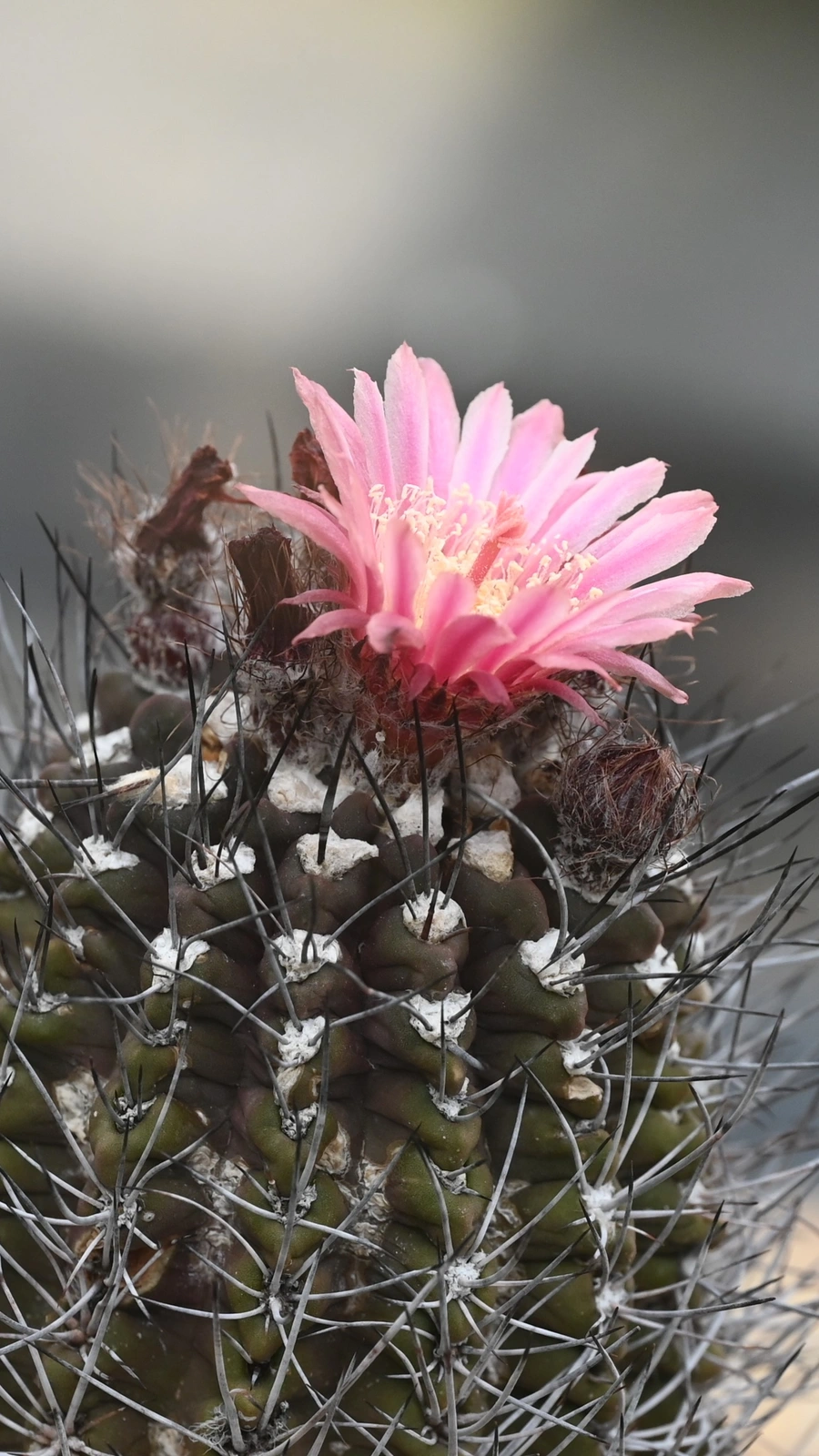 Eriosyce paucicostata