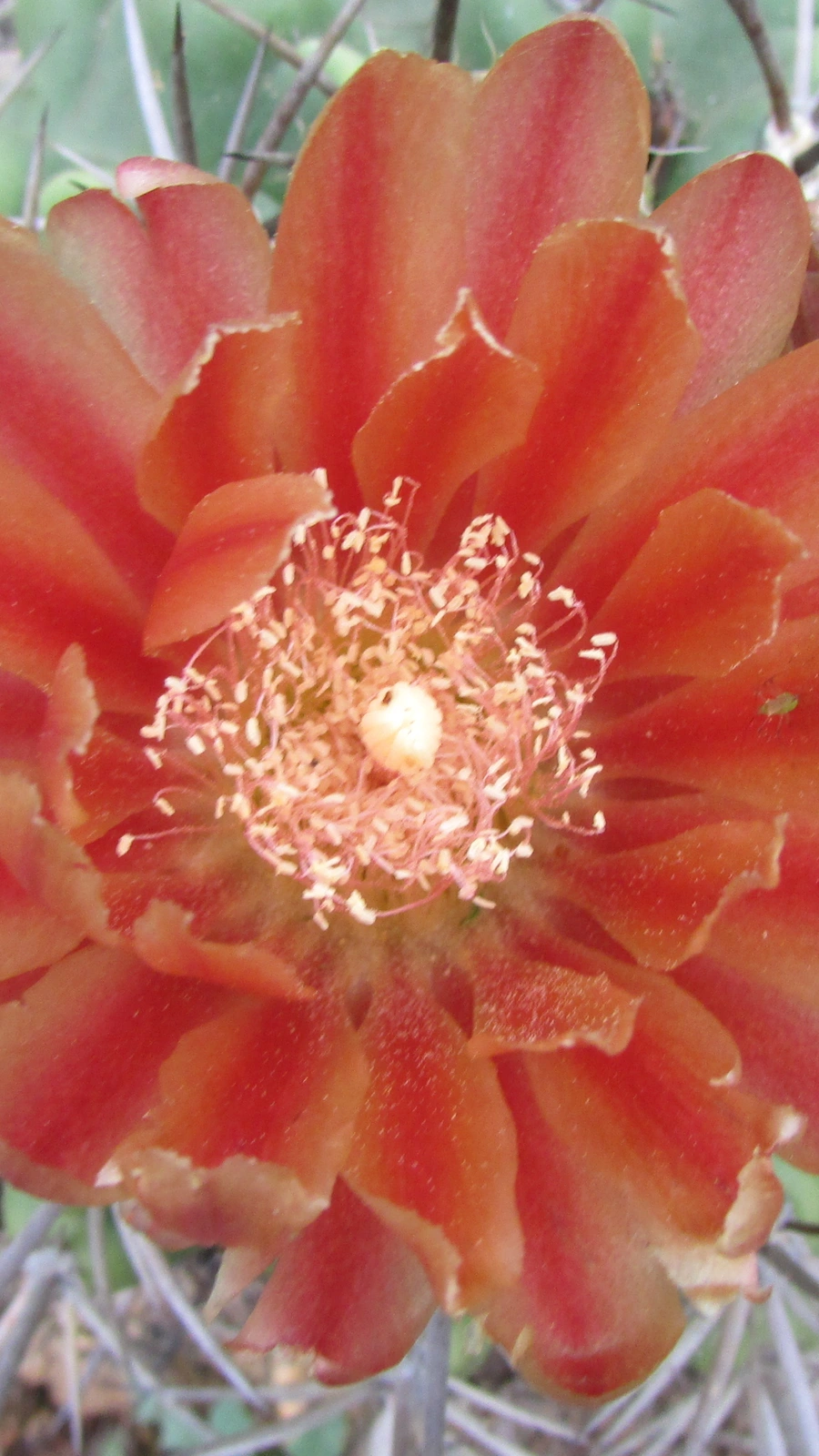 Eriosyce robusta