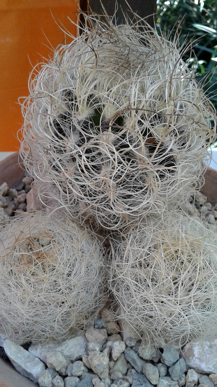 Eriosyce senilis