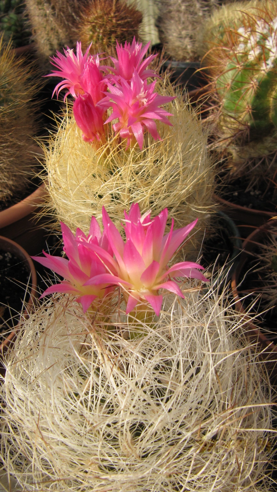 Eriosyce senilis