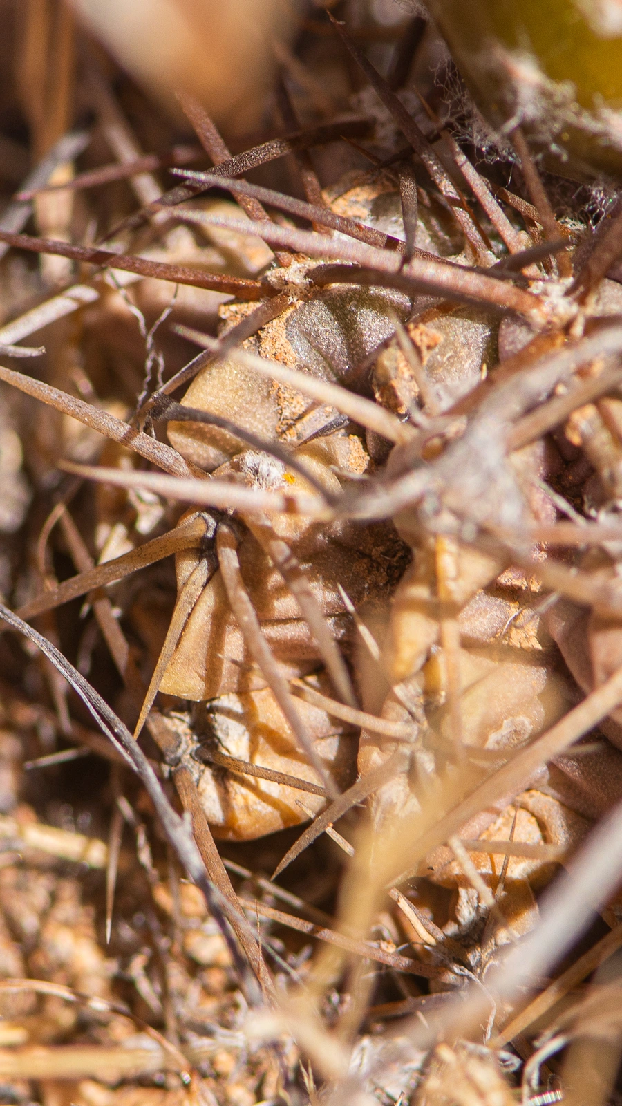 Eriosyce spectabilis