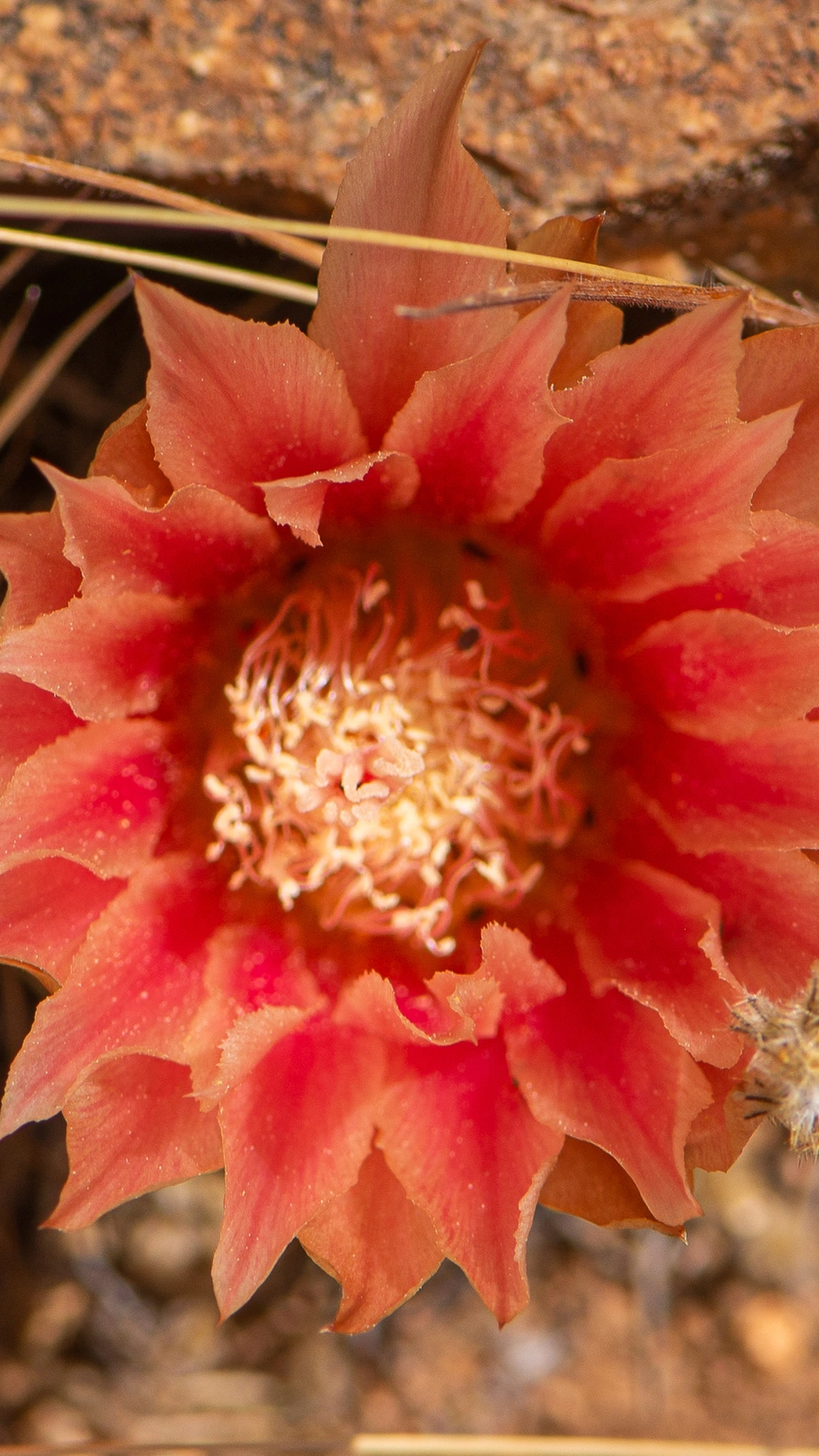Eriosyce spectabilis